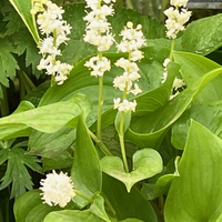 Maianthemum canadense